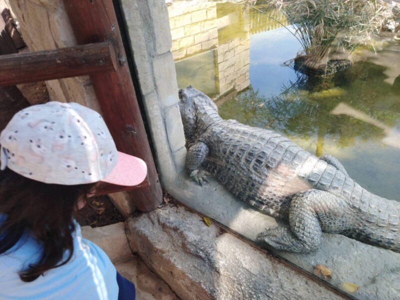 Our Kindergarten visited the Limassol Zoo (8)